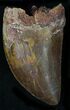 Serrated Carcharodontosaurus Tooth #22011-1
